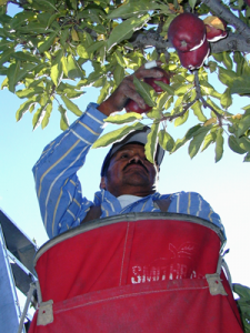Farmworker picking Apples